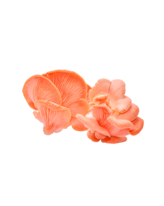 PINKOYSTER_1.png