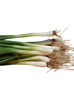 RAMPS     _1.png